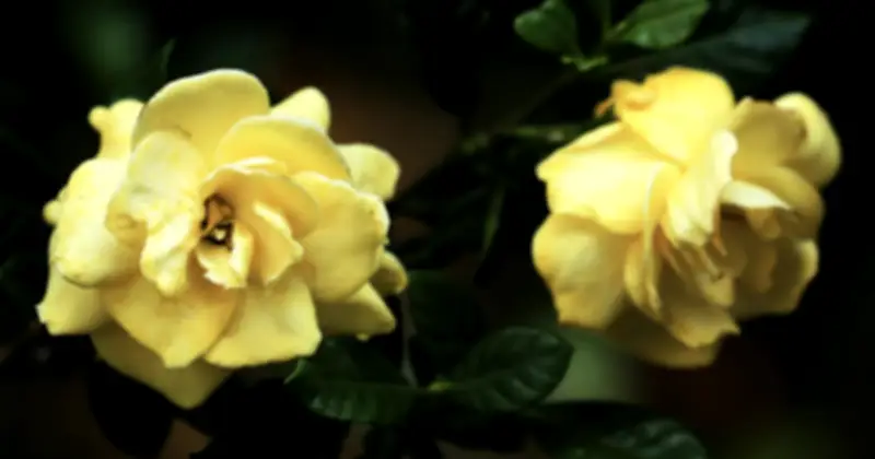 Bài hát 'Cỏ dại và hoa dành dành' gây sốt, kéo theo cơn sốt mua hoa dành dành