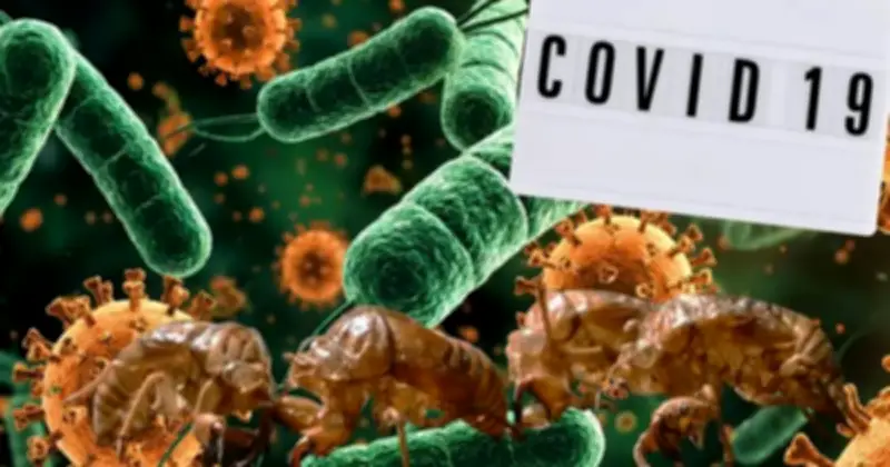 Biến Thể COVID 'Ve Sầu' Lây Lan Tại Mỹ, Đe Dọa Gây Làn Sóng Dịch Mới