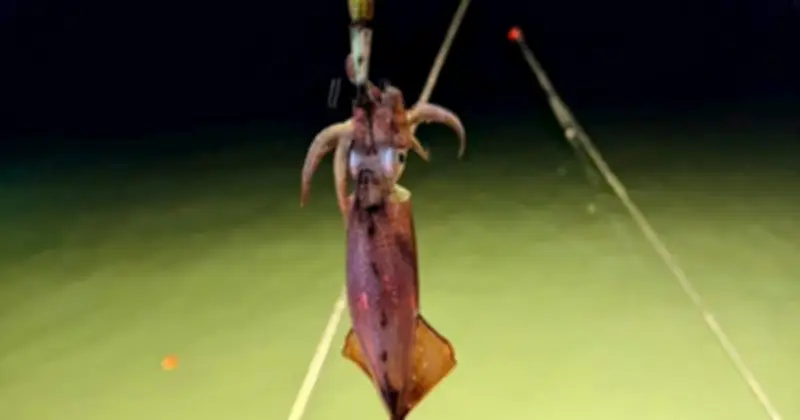 Bùng Nổ Câu Mực Đêm Trái Phép Trên Vịnh Hạ Long: Nguy Cơ An Ninh Và Môi Trường