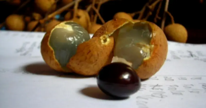 Bệnh nhi 27 tháng tuổi hóc hạt nhãn được cứu sống kịp thời tại Nghệ An