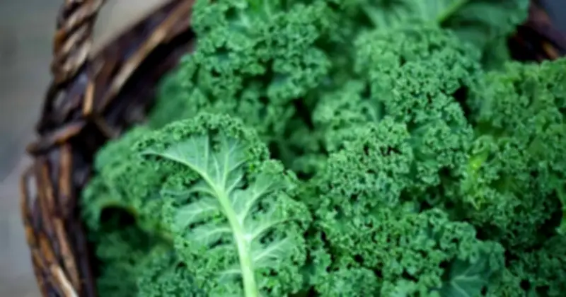 Báo động dư lượng thuốc trừ sâu và PFAS trong rau quả Mỹ: Rau bina, cải xoăn, dâu tây đứng đầu danh sách