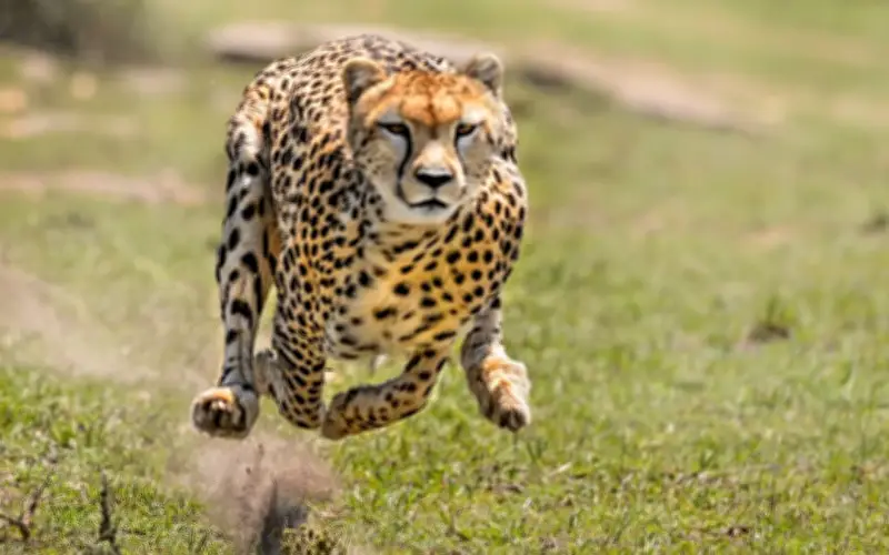 Báo Săn - 'Cỗ Máy Tốc Độ' Của Thảo Nguyên: Bí Mật Đằng Sau Tốc Độ 100 Km/Chỉ 3 Giây