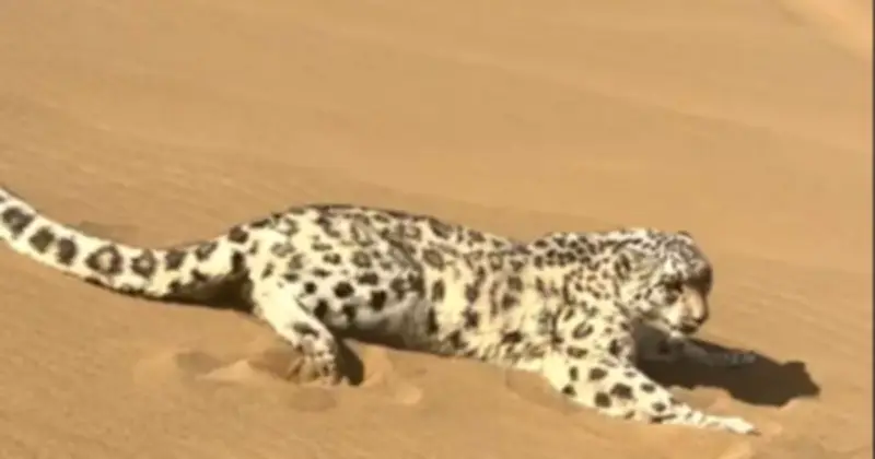 Báo tuyết xuất hiện giữa sa mạc Kumtag: Sự kiện hy hữu gây chấn động và giả thuyết khoa học