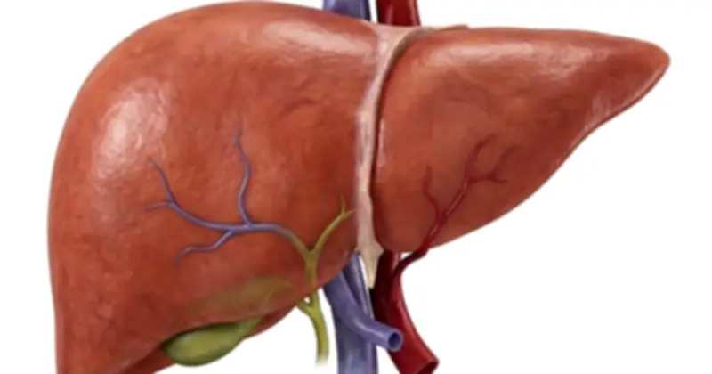 Bảo Vệ Gan Hiệu Quả: Từ Hạn Chế Rượu Bia Đến Chế Độ Ăn Uống Khoa Học