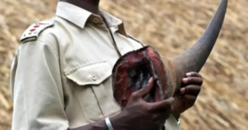 Bắt giữ 'ông trùm' Chu Đăng Khoa: Dấu mốc đột phá trong đấu tranh chống buôn lậu động vật hoang dã