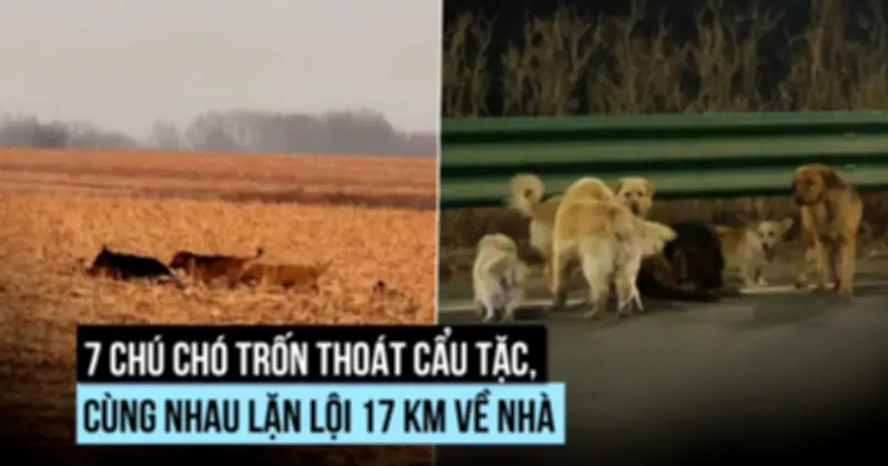 Bảy chú chó trốn thoát khỏi lò mổ, cùng nhau vượt 17km để trở về nhà
