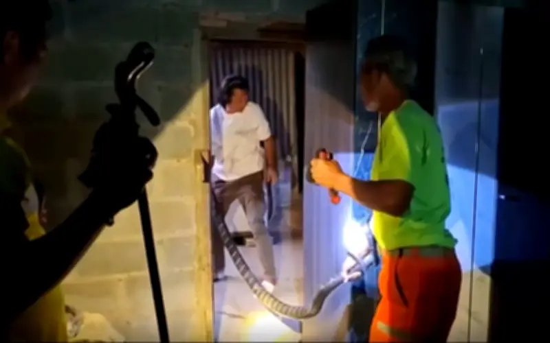 Cư dân Thái Lan hoảng sợ phát hiện rắn hổ mang dài 3 mét nặng 10 kg sau nhà