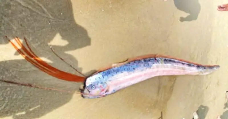 Cá hô rồng quý hiếm dạt vào bờ biển Đà Nẵng, người dân hiếu kỳ