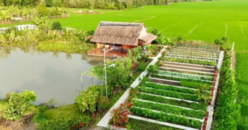 Cô Hồng miền Tây: Hành trình bỏ phố về quê tìm hạnh phúc giữa vườn cây trái sum suê