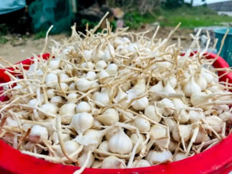 Đặc khu Lý Sơn hỗ trợ người dân tìm lối thoát khi tỏi rớt giá