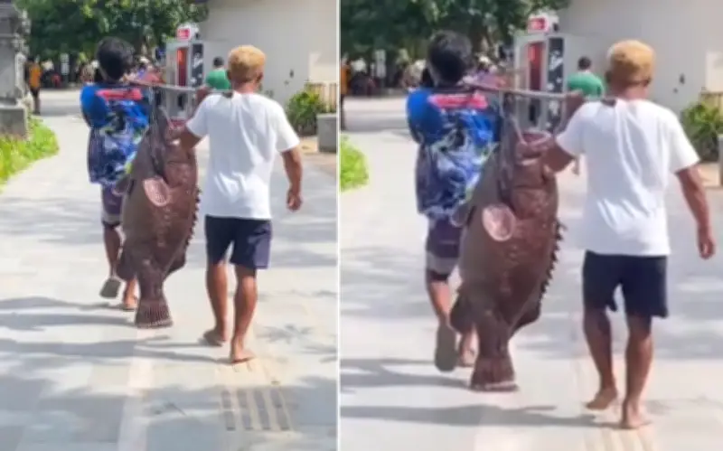 Cá Mú Khổng Lồ Gây Xôn Xao Ở Sanur, Indonesia: Cảnh Tượng Hiếm Gặp Thu Hút Cộng Đồng