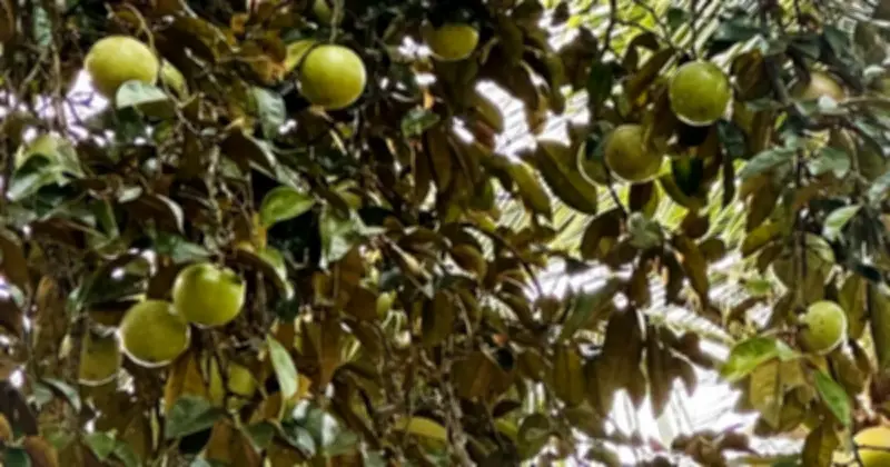 Cà Mau công bố danh mục 17 cây trồng lâu năm được phép chuyển đổi trên đất lúa