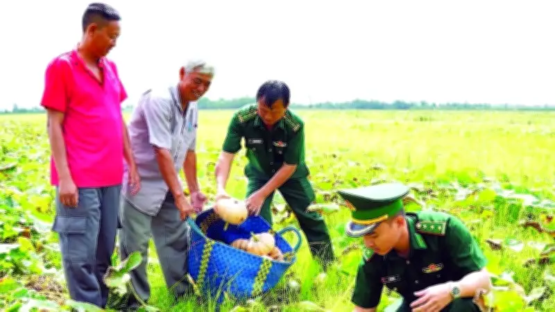 Cà Mau: Hàng trăm tấn bí đỏ ứ đọng, quân dân chung tay giải cứu nông sản