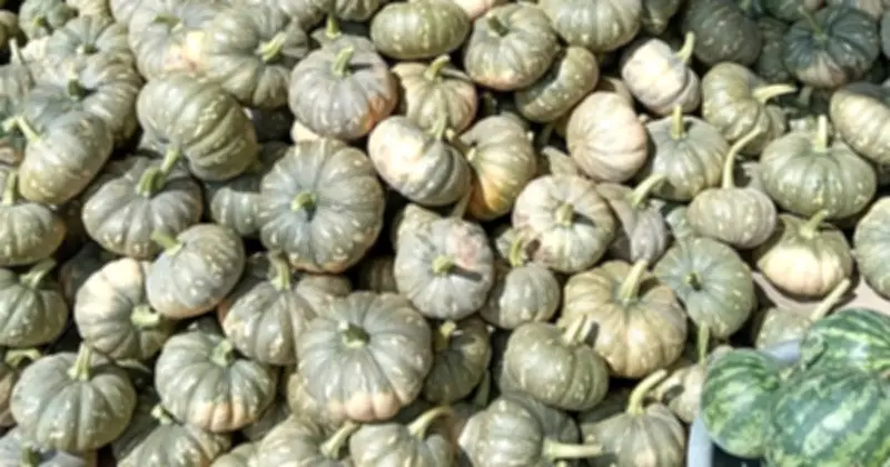 Cà Mau: Hàng trăm tấn bí đỏ tồn đọng, nông dân lao đao vì giá rớt sâu