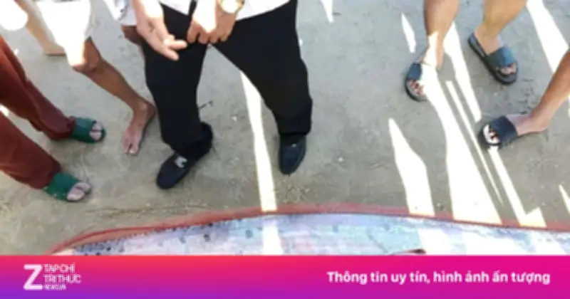 Cá Mái Chèo Khổng Lồ Gần 4 Mét Dạt Vào Bờ Biển Lâm Đồng, Hiện Tượng Hiếm Gặp