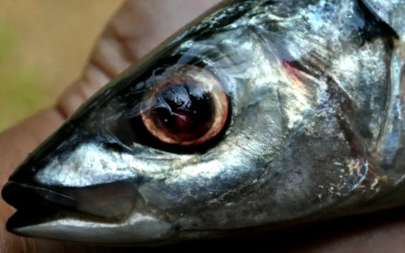 Cá Mòi Và Cá Trích: Nguồn Omega-3 Dồi Dào Cho Sức Khỏe Tim Mạch Và Não Bộ
