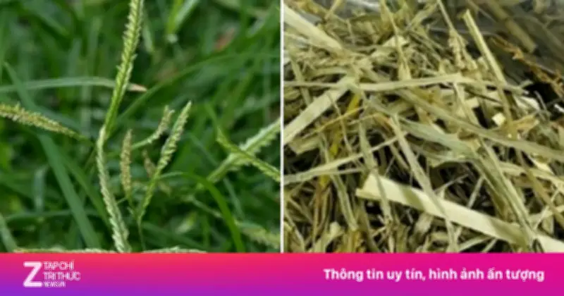 Cỏ Mần Trầu: 'Vị Thuốc Quý Của Người Nghèo' Dưỡng Gan, Bổ Thận, Trị Bệnh Hiệu Quả
