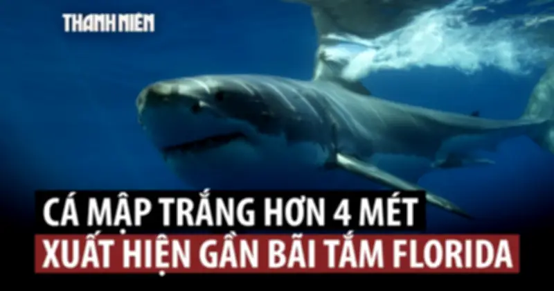 Cá mập trắng dài hơn 4m xuất hiện gần bãi biển Đông Đức ở Mỹ