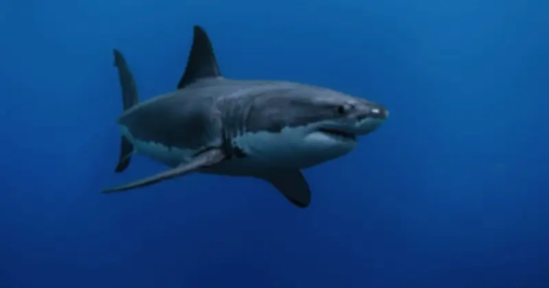 Cá mập trắng khổng lồ Contender xuất hiện gần bờ biển Florida