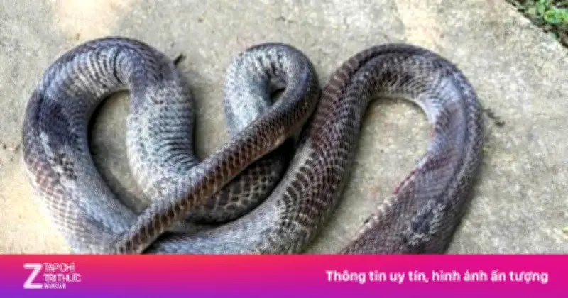 Cụ ông Đà Nẵng kéo lê rắn hổ mang đến trạm xá sau khi bị cắn đã xuất viện