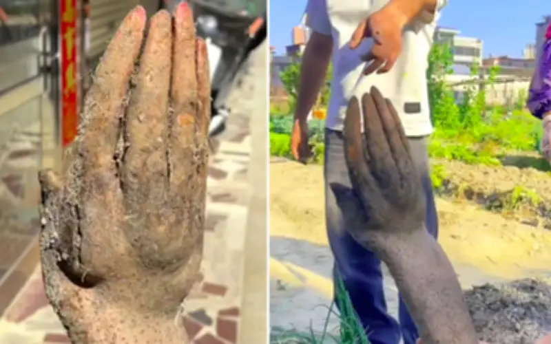 Cụ ông Trung Quốc đào được củ khoai mài hình bàn tay, được trả giá 30 triệu đồng