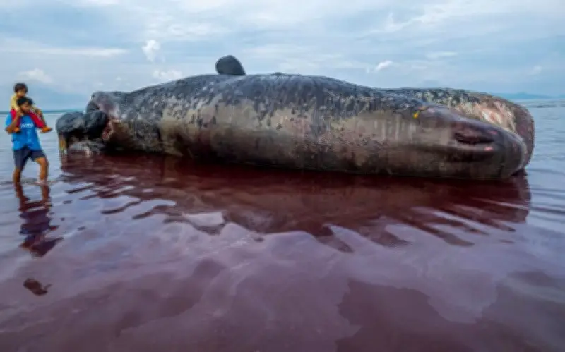Cá nhà táng dài 10 mét mắc cạn ở Indonesia, nghi ngờ do va chạm tàu