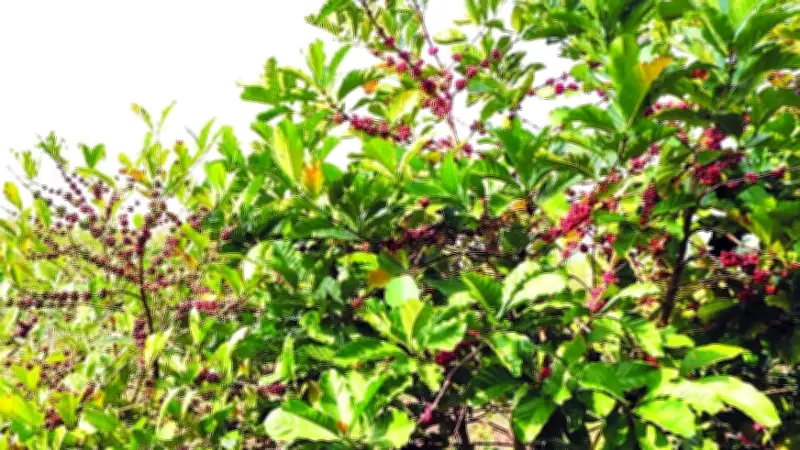 Cà Phê Mít Khe Sanh: Hành Trình 100 Năm Từ Giống Quý Đến Thương Hiệu Toàn Cầu