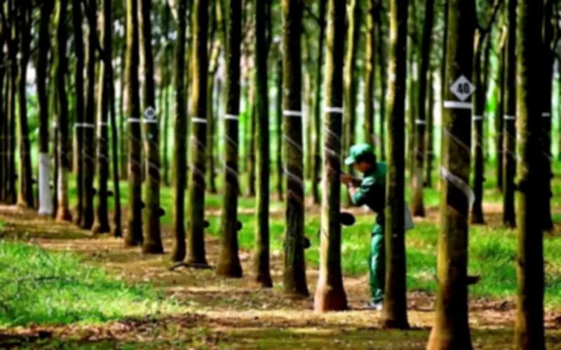 Cổ phiếu HRC tăng trần 5 phiên liên tiếp, HoSE yêu cầu Cao su Hòa Bình công bố thông tin