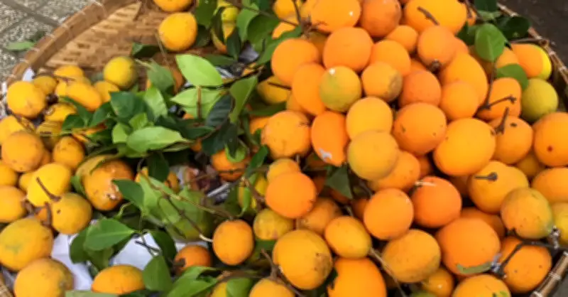 Đặc Sản Miền Tây: Trái Cây Lạ Có Mùi Mít, Vị Chua Ngọt Như Măng Cụt