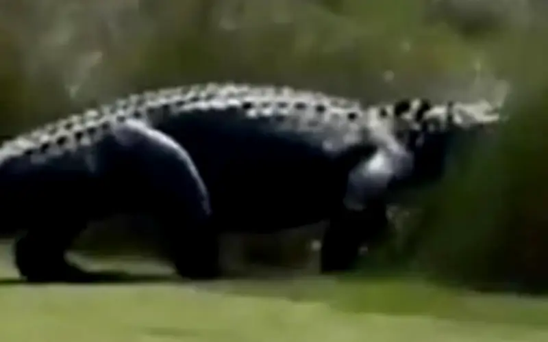 Cá sấu khổng lồ thong dong băng qua sân golf xa xỉ ở Mỹ, người chơi kinh ngạc