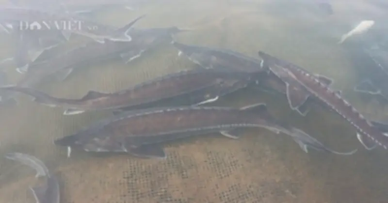 Cá Tầm - 'Con Tiền Tỷ' Với Trứng Caviar Đắt Đỏ Và Tiềm Năng Nuôi Trồng Tại Việt Nam