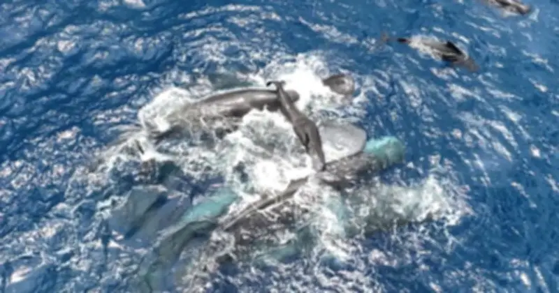 Cá voi hỗ trợ sinh nở: Bằng chứng hiếm gặp từ vùng biển Caribbean