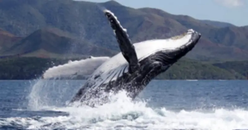 Cá Voi Lưng Gù Đực Già Chiếm Ưu Thế Nhờ Giọng Hát Điêu Luyện