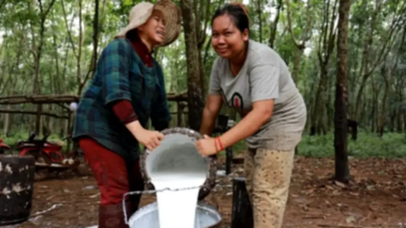 Campuchia Xuất Khẩu Cao Su Tăng Mạnh Nhờ Thị Trường Thuận Lợi Và Cải Tiến Sản Xuất