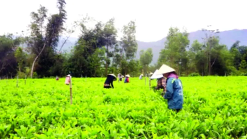 Canh Vinh: Đường bê-tông thẳng tắp và mô hình sinh kế đổi đời từ chính sách thực tiễn