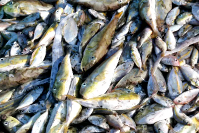 Cục An toàn thực phẩm cảnh báo: Tuyệt đối không dùng cà nóc làm thực phẩm