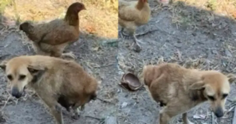 Chú chó 2 chân Què ở Lâm Đồng: Nghị lực sống phi thường gây xúc động cộng đồng mạng