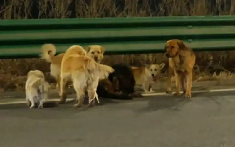 Chú chó bị trộm vượt 17km tìm về nhà, cuộc đoàn tụ khiến triệu người xúc động