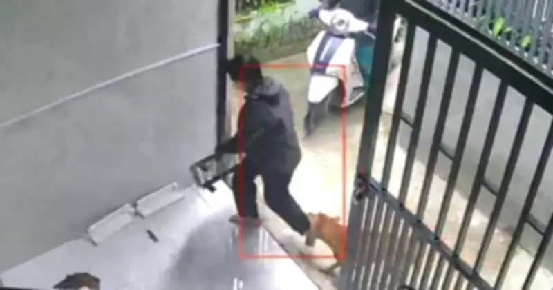 Chó Dữ Thả Rông Ở Hẻm TP.HCM Khiến Dân Hoảng Loạn, Chính Quyền Vào Cuộc