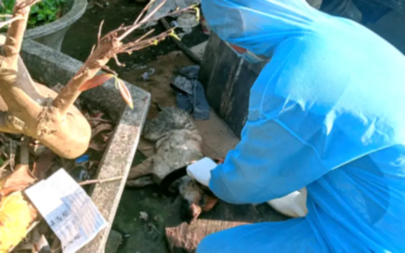 Chó dại bứt xích gây hoảng loạn ở Đà Nẵng: Cảnh báo nguy cơ dịch bùng phát