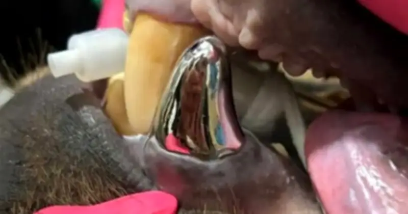 Chú gấu Alaska sở hữu chiếc mão răng titan lớn nhất thế giới