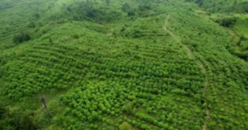 Chư Mom Ray: Cuộc chiến thầm lặng giữ rừng nguyên sinh giữa đại ngàn