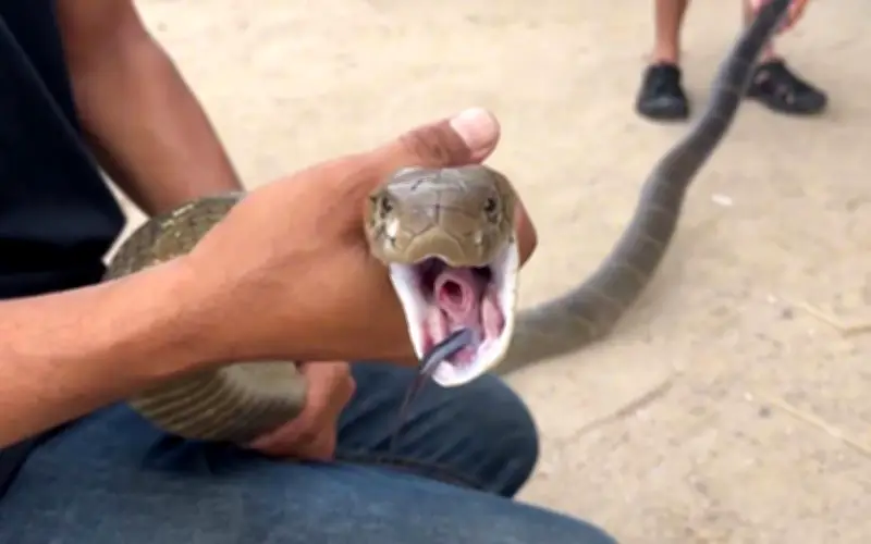 Chủ nhà Thái Lan hoảng hồn khi đối mặt rắn hổ mang dài 3 mét trong phòng tắm