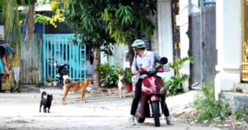 Chó Thả Rông Ở Phú Xuân: Nỗi Ám Ảnh Tai Nạn Và Kêu Gọi Giải Pháp Triệt Để