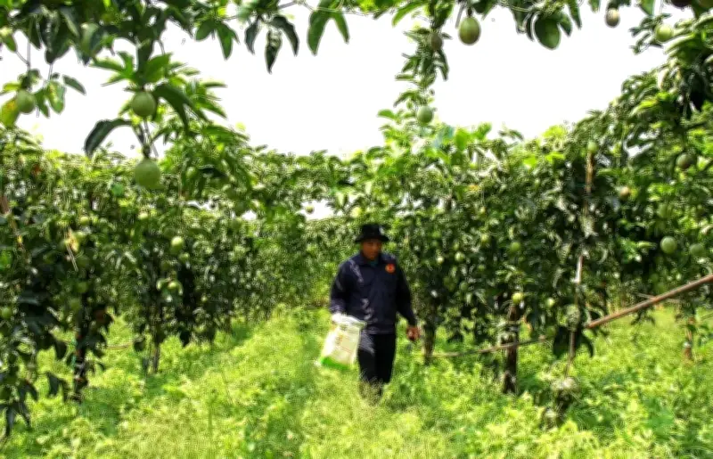 Chanh Leo Việt Nam Sẵn Sàng Chinh Phục Thị Trường Hoa Kỳ Sau Đánh Giá Kỹ Thuật