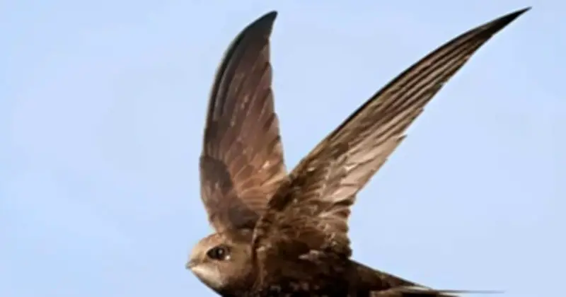 Chim Yến: Kỳ Quan Bay Trên Trời Với Cuộc Sống Gần Như Không Chạm Đất