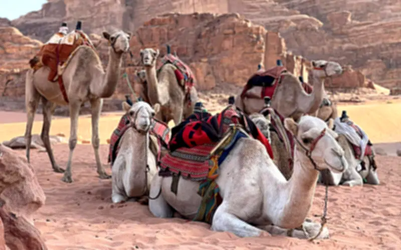 Chiến Sự Trung Đông: Tour Du Lịch Trăm Triệu Tạm Dừng, Doanh Nghiệp Đối Mặt Thách Thức