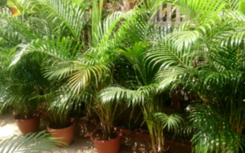 Chọn Cây Hợp Hướng Nam: Mang Tài Lộc Và May Mắn Cho Gia Chủ