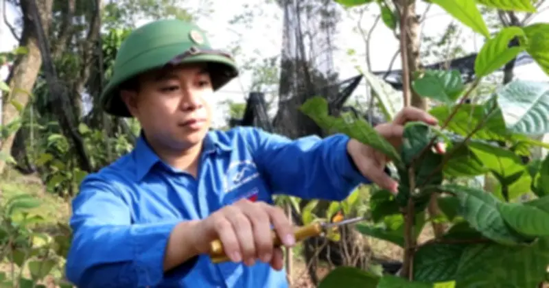 Chàng trai Phú Thọ khởi nghiệp thành công với trà hoa vàng, thu tiền tỷ mỗi năm