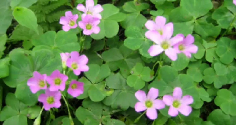 Chua Me Đất Hoa Tím: Loại Cây Dại Giàu Dưỡng Chất Và Những Lưu Ý Khi Sử Dụng